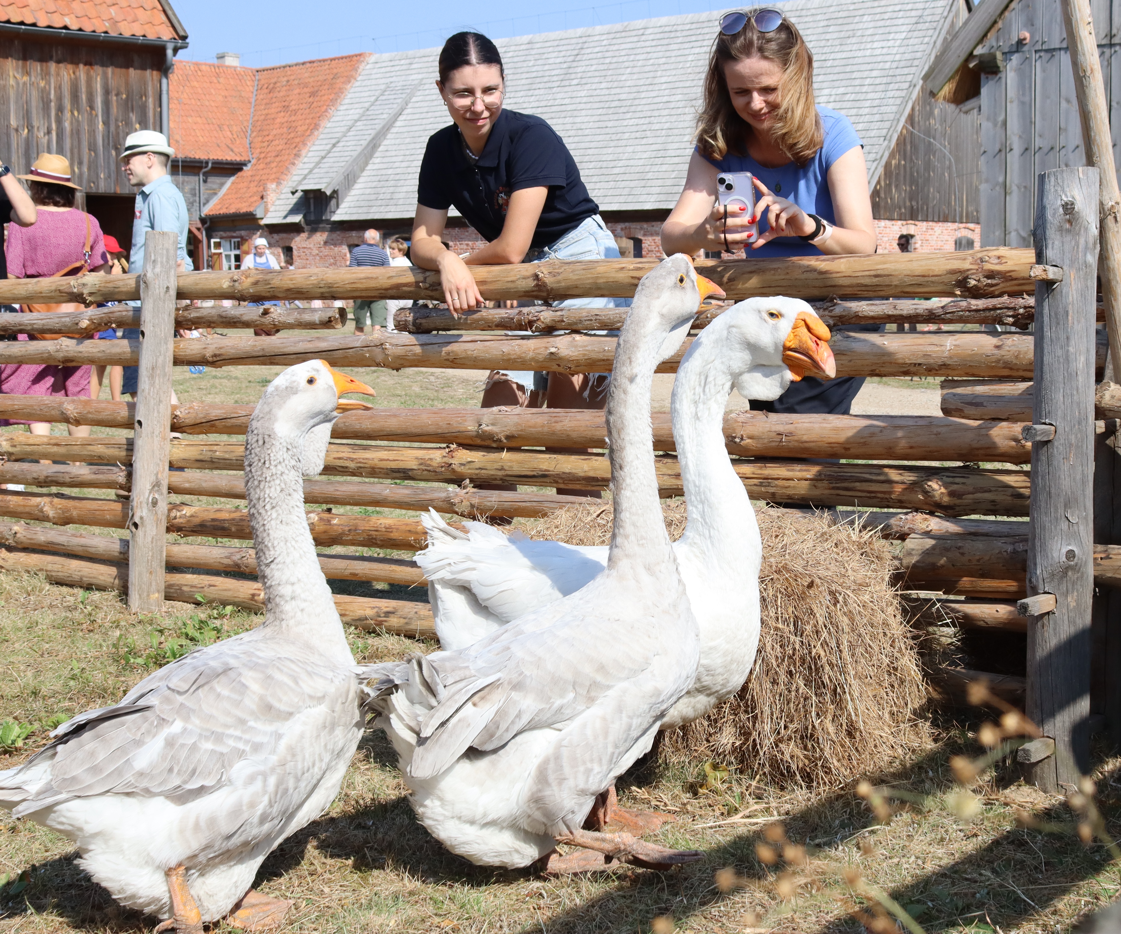 U sąsiadów olendrów 2024 (fot. A. Zakrzewski) (6).jpg